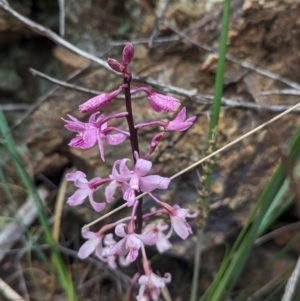 Dipodium roseum at Tidbinbilla Nature Reserve - 29 Dec 2023