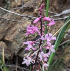 Dipodium roseum at Tidbinbilla Nature Reserve - suppressed