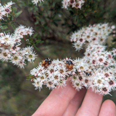 Phyllotocus macleayi (Nectar scarab) at Tidbinbilla Nature Reserve - 29 Dec 2023 by Rebeccajgee