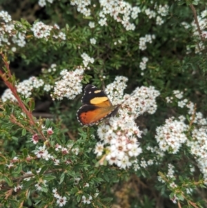 Vanessa itea at Namadgi National Park - 29 Dec 2023