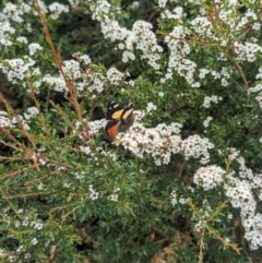 Vanessa itea at Namadgi National Park - 29 Dec 2023