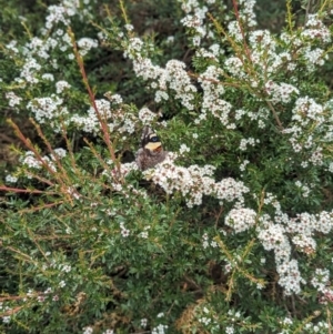 Vanessa itea at Namadgi National Park - 29 Dec 2023