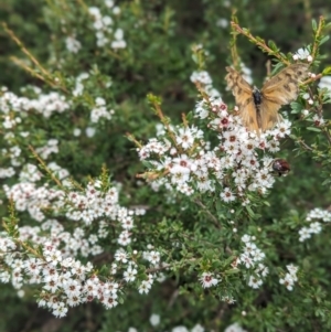 Heteronympha merope at Namadgi National Park - 29 Dec 2023