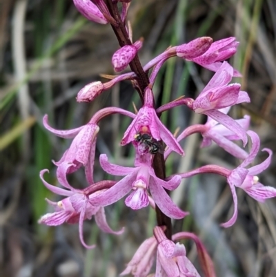 Dipodium roseum (Rosy Hyacinth Orchid) at Tidbinbilla Nature Reserve - 29 Dec 2023 by Rebeccajgee