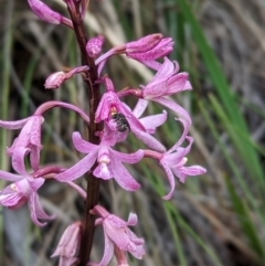 Dipodium roseum at Tidbinbilla Nature Reserve - 29 Dec 2023