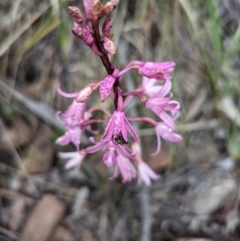 Dipodium roseum at Tidbinbilla Nature Reserve - suppressed