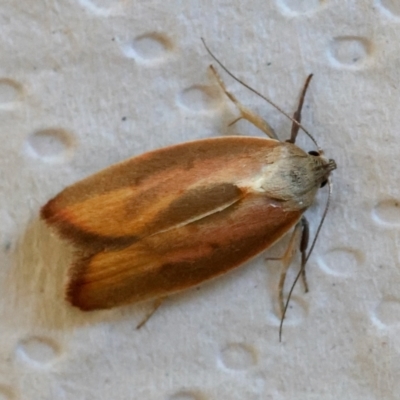 Ptyoptila matutinella (Wingia Group) at Hughes, ACT - 29 Dec 2023 by LisaH