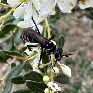 Turneromyia sp. (genus) at Mount Ainslie - 29 Dec 2023