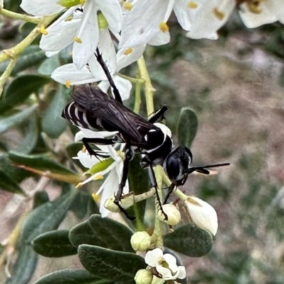 Turneromyia sp. (genus) (Zebra spider wasp) at Ainslie, ACT - 29 Dec 2023 by Pirom