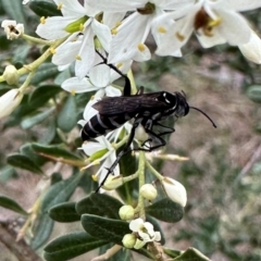 Turneromyia sp. (genus) at Mount Ainslie - 29 Dec 2023