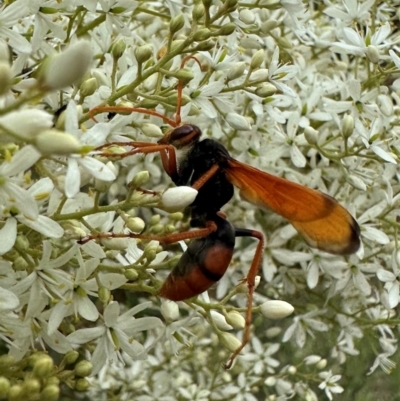 Cryptocheilus bicolor (Orange Spider Wasp) at Ainslie, ACT - 29 Dec 2023 by Pirom