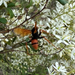 Cryptocheilus bicolor at Mount Ainslie - 29 Dec 2023