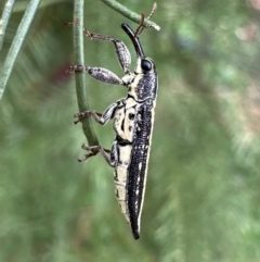 Rhinotia adelaidae (A belid weevil) at Mount Ainslie - 29 Dec 2023 by Pirom