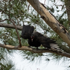 Corcorax melanorhamphos (White-winged Chough) at Higgins Woodland - 29 Dec 2023 by Untidy