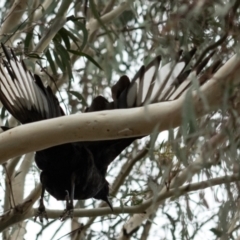 Corcorax melanorhamphos at Higgins Woodland - 29 Dec 2023