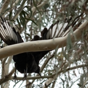 Corcorax melanorhamphos at Higgins Woodland - 29 Dec 2023