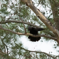 Corcorax melanorhamphos at Higgins Woodland - 29 Dec 2023