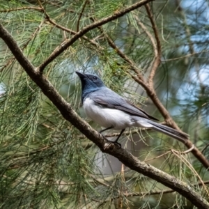 Myiagra rubecula at Wingecarribee Local Government Area - 28 Dec 2023