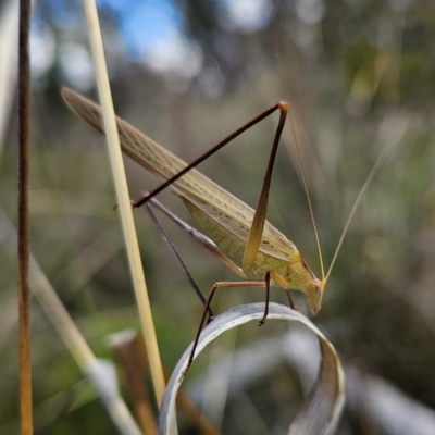 Tinzeda lobata (A katydid) at Bombay, NSW - 28 Dec 2023 by MatthewFrawley