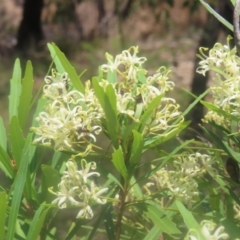 Lomatia myricoides at QPRC LGA - 28 Dec 2023