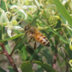 Apis mellifera (European honey bee) at QPRC LGA - 28 Dec 2023 by MatthewFrawley