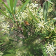 Apis mellifera at QPRC LGA - 28 Dec 2023 12:00 PM