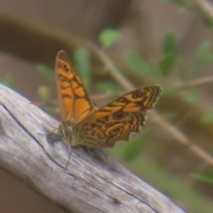 Geitoneura acantha at QPRC LGA - 28 Dec 2023