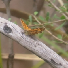 Geitoneura acantha at QPRC LGA - 28 Dec 2023