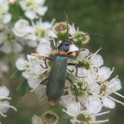 Chauliognathus lugubris (Plague Soldier Beetle) at Bombay, NSW - 28 Dec 2023 by MatthewFrawley