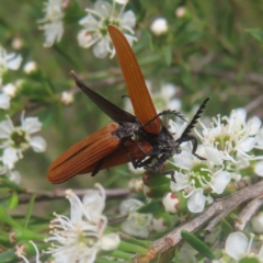 Porrostoma rhipidium (Long-nosed Lycid (Net-winged) beetle) at QPRC LGA - 28 Dec 2023 by MatthewFrawley