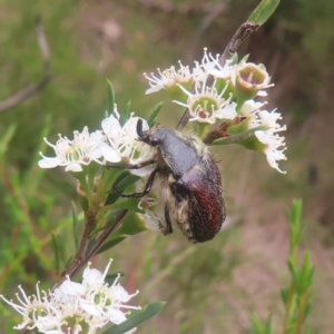 Bisallardiana gymnopleura at QPRC LGA - 28 Dec 2023 12:24 PM