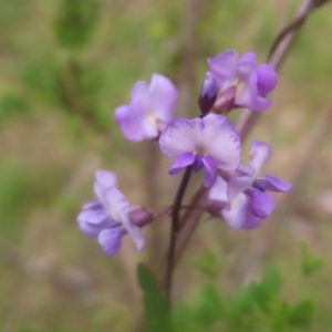 Glycine microphylla at QPRC LGA - 28 Dec 2023