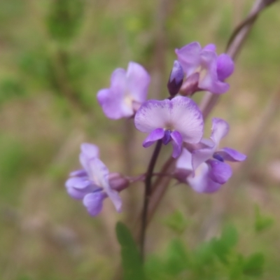 Glycine microphylla (Small-leaf Glycine) at QPRC LGA - 28 Dec 2023 by MatthewFrawley