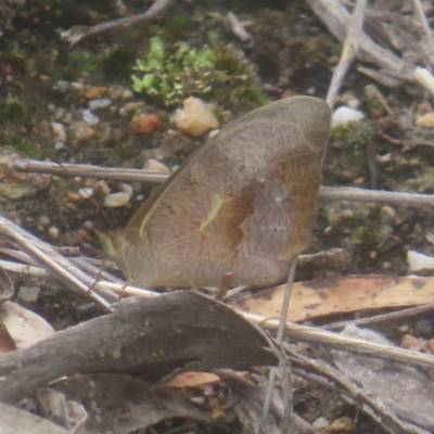 Heteronympha merope (Common Brown Butterfly) at Bombay, NSW - 28 Dec 2023 by MatthewFrawley