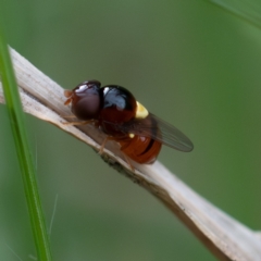 Chloropidae (family) at Higgins Woodland - 29 Dec 2023