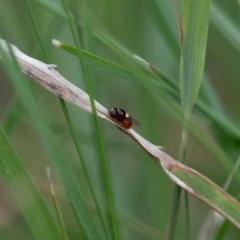 Chloropidae (family) at Higgins Woodland - 29 Dec 2023 05:41 PM