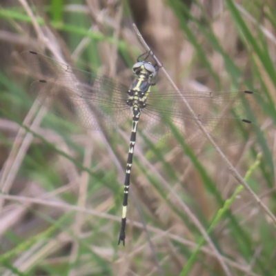 Parasynthemis regina (Royal Tigertail) at QPRC LGA - 28 Dec 2023 by MatthewFrawley