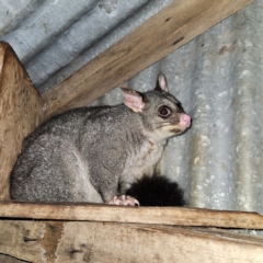 Trichosurus vulpecula (Common Brushtail Possum) at Braidwood, NSW - 28 Dec 2023 by MatthewFrawley