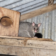 Trichosurus vulpecula at QPRC LGA - 28 Dec 2023