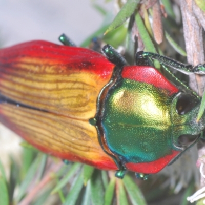 Temognatha affinis (Jewel beetle) at Black Mountain - 29 Dec 2023 by Harrisi