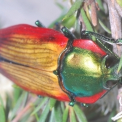 Temognatha affinis (Jewel beetle) at Black Mountain - 29 Dec 2023 by Harrisi