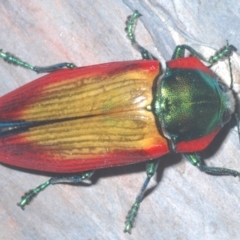 Temognatha affinis at suppressed - suppressed
