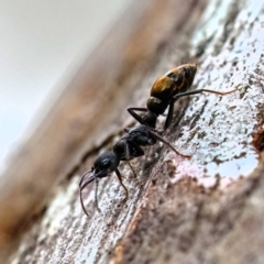 Myrmecia piliventris (Golden tail bull ant) at Higgins Woodland - 29 Dec 2023 by Untidy