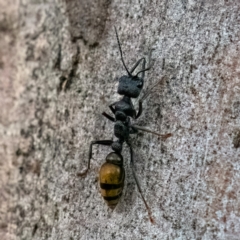 Myrmecia piliventris at Higgins Woodland - 29 Dec 2023