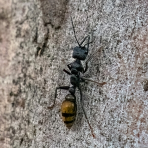 Myrmecia piliventris at Higgins Woodland - 29 Dec 2023 12:11 PM