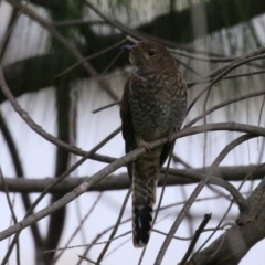 Cacomantis flabelliformis (Fan-tailed Cuckoo) at Tuggeranong Creek to Monash Grassland - 29 Dec 2023 by RodDeb