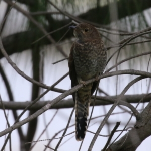 Cacomantis flabelliformis at Tuggeranong Creek to Monash Grassland - 29 Dec 2023 02:00 PM