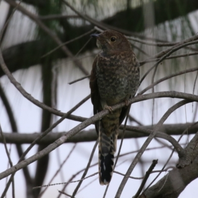 Cacomantis flabelliformis (Fan-tailed Cuckoo) at Tuggeranong Creek to Monash Grassland - 29 Dec 2023 by RodDeb