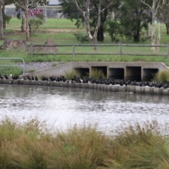 Phalacrocorax sulcirostris (Little Black Cormorant) at Tuggeranong Creek to Monash Grassland - 29 Dec 2023 by RodDeb