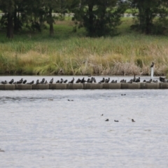 Phalacrocorax sulcirostris at Tuggeranong Creek to Monash Grassland - 29 Dec 2023 12:29 PM